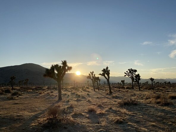 diaita-yoga-retreat-with-scenic-joshua-tree-national-park-hike.jpg