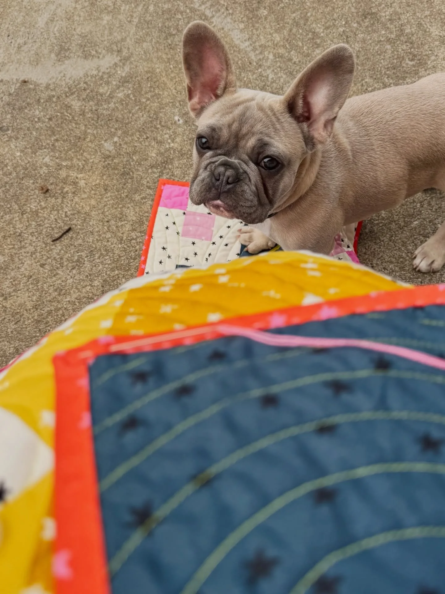 Trying to finish this quilt while Remy has a full play session at my feet 🐾
He&rsquo;s in charge of morale&hellip; I&rsquo;m in charge of finishing this thing 🤍
this one&rsquo;s coming soon

#RemyMakesJoy
#QuiltInProgress
#QuiltingLife
#ModernQuilt