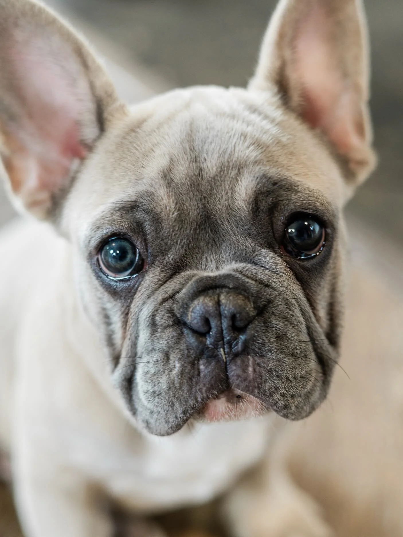 Meet Remy 🤍
I was trying to get a photo of him on one of my quilts&hellip; and he promptly fell asleep.

I guess he approves. 

#shenmakesjoy #frenchbulldog #frenchie #studioassistant #cozystudio