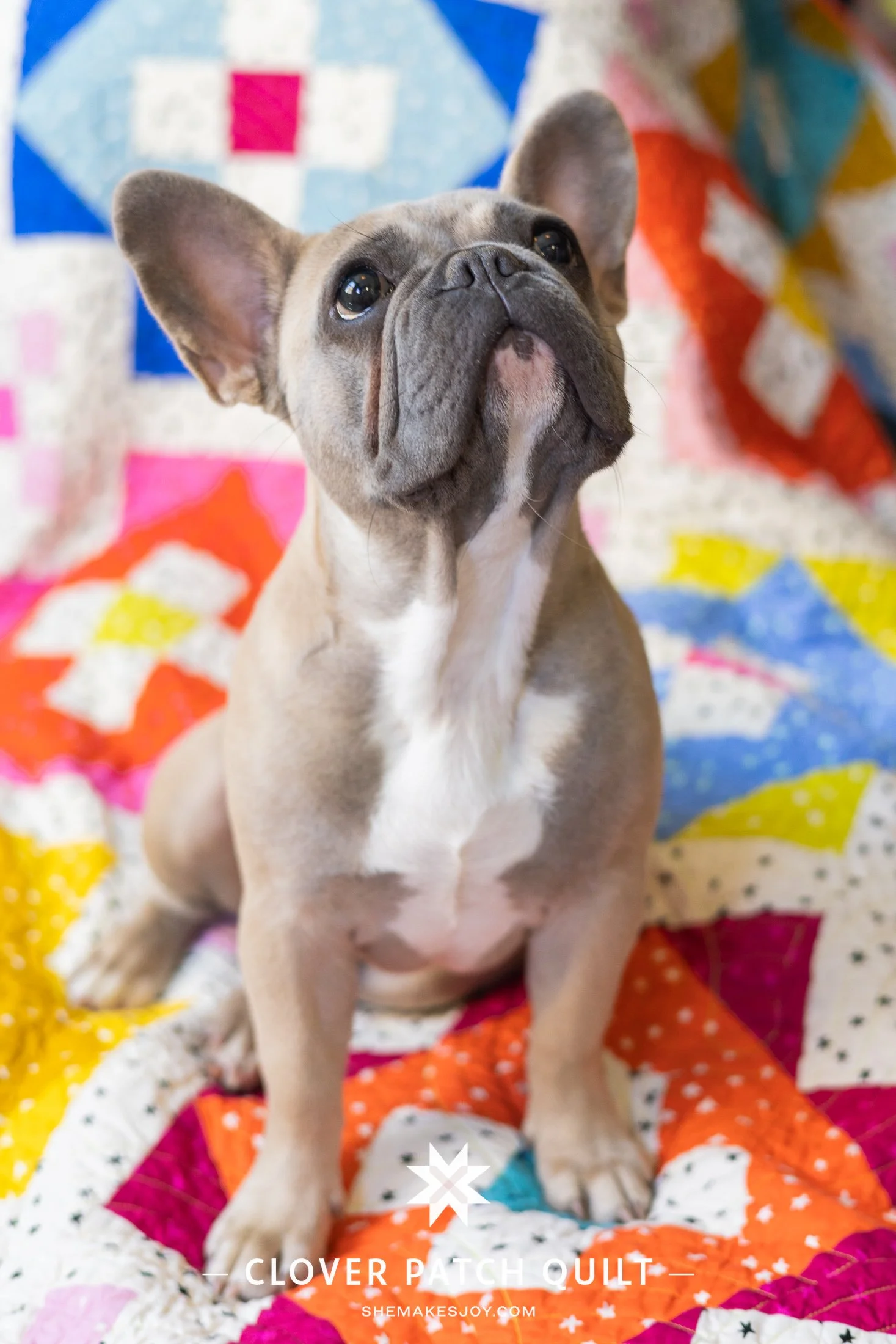 she-makes-joy-clover-patch-quilt-starry-remi-french-bulldog-112.jpg