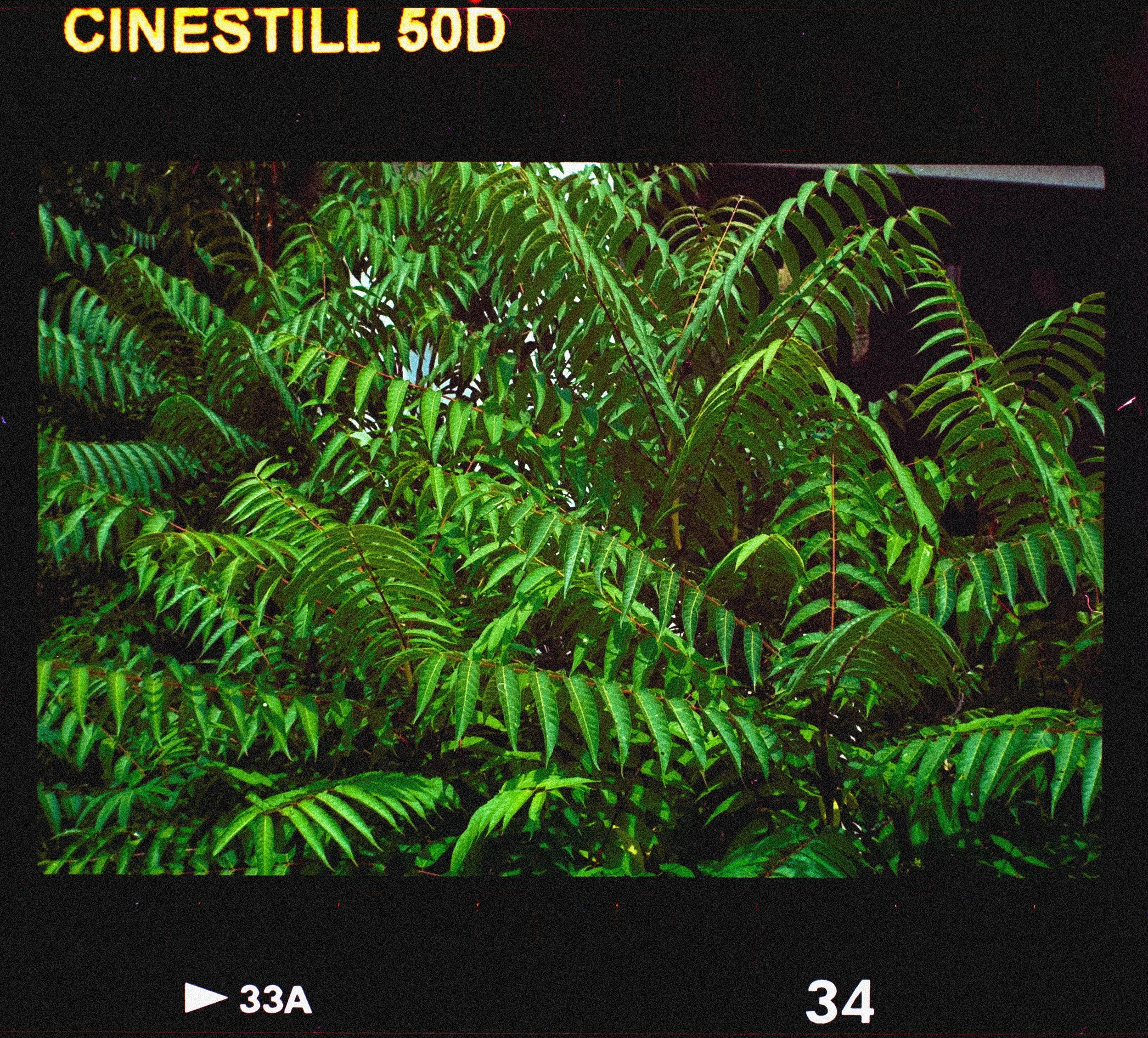 green.jpg