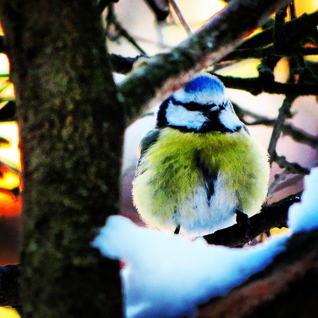 #sinitiainen #bluetit #finnishbirds #beautyofsuomi #discoverfinland
#birds #birdstagram #igbirds #birdslife #birdwatching #birdspotting #lomitravels #lominaturetravels 
#visitfinland #visithelsinki 
#myhelsinki #explorefinland #finland #helsinki #fin