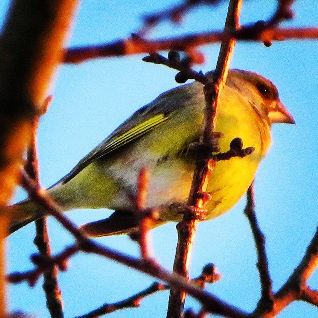 Welcome to #birdwatching trips with #lomitravels !

#vihervarpunen #siskin #eurasiansiskin #finnishbirds #beautyofsuomi #discoverfinland
#birds #birdstagram #igbirds #birdslife #nuuksio #nuuksionationalpark #lominaturetravels 
#visitfinland #visithel