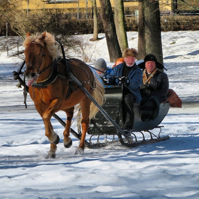 #horsesleighride at #ullanlinna in the center of #helsinki !!!! #winterfun #lomitravels #lominaturetravels
#visitfinland #visithelsinki
#myhelsinki #helsinkilove
#postcardsfromhelsinki
#helsinkioffical
#seemycity
#helsinkisightseeing
#helsinkicitywalk #finnishwinter
#springinfinland #crazyfinland