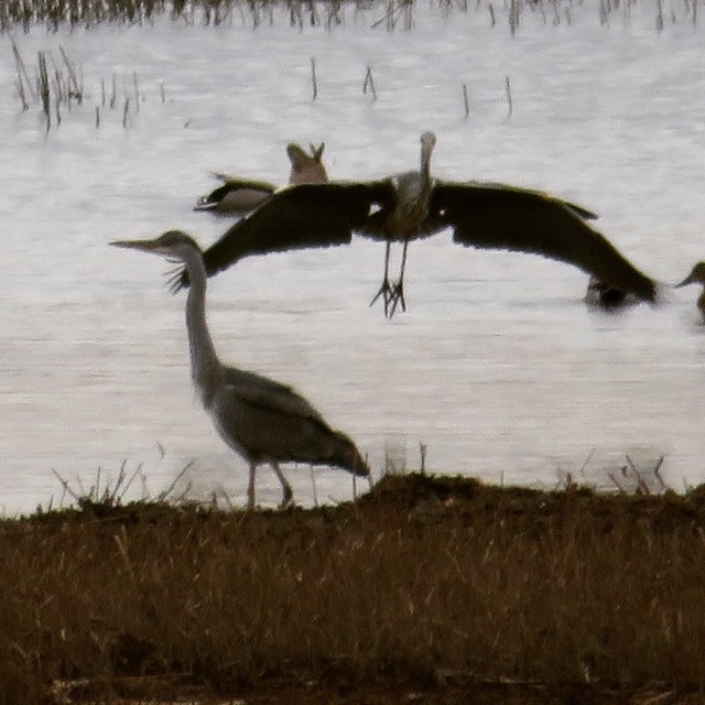 Very many #migratingbirds have already arrived to #finland ! Welcome to #birdwatchingtrip with Lomitravels! 
#harmaahaikara #greyheron #lomitravels #lominaturetravels 
#visitfinland #visithelsinki 
#myhelsinki #finlandnature
#finnishnature
#finlandna