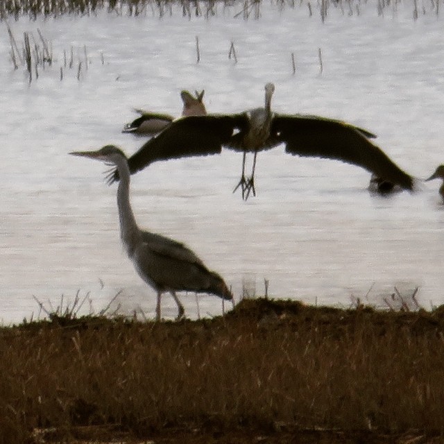 Very many #migratingbirds have already arrived to #finland ! Welcome to #birdwatchingtrip with Lomitravels!
#harmaahaikara #greyheron #lomitravels #lominaturetravels
#visitfinland #visithelsinki
#myhelsinki #finlandnature
#finnishnature
#finlandnaturally
#bestoffinland
#beautyofsuomi