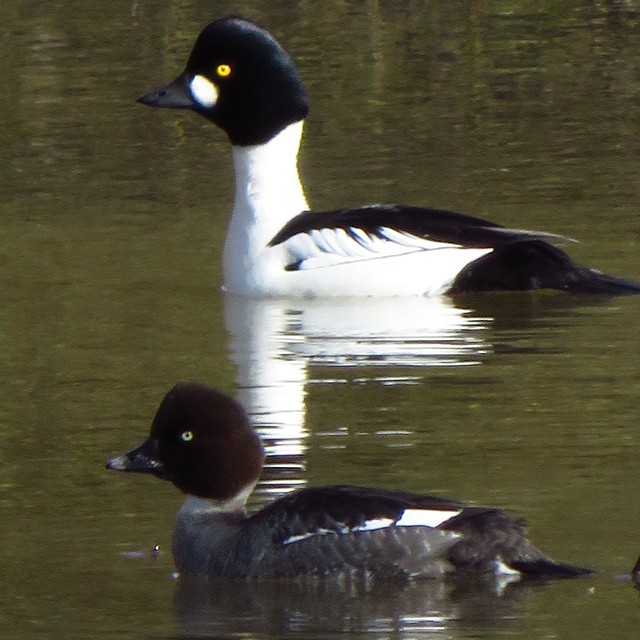 #goldeneyes #telkk&auml;pariskunta #telkk&auml; #migratingbirds #birdsoffinland #finnishbirds #beautyofsuomi #discoverfinland
#birds #birdstagram #igbirds #birdslife #birdwatching #birdspotting #lomitravels #lominaturetravels 
#visitfinland #visithel