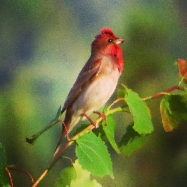 Welcome to #birdwatching trips with #lomitravels !
#punavarpunen #commonrosefinch
#rosefinch #finnishbirds #beautyofsuomi #discoverfinland
#birds #birdstagram #igbirds #birdslife #birdspotting #lominaturetravels
#visitfinland #visithelsinki
#myhelsinki #explorefinland #finland #helsinki #finlandnature