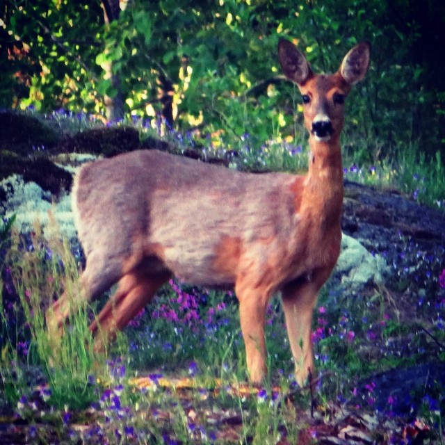 Discover Beautiful Nature around
Helsinki with LomiTravels!
#whitetaileddeer #valkohäntäkauris #explorefinland #finland #helsinki #finlandnature
#finnishnature
#finlandnaturally
#bestoffinland
#beautyofsuomi
#luontoonfi #lomitravels #lominaturetravels
#visitfinland #visithelsinki
#myhelsinki