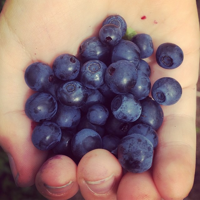 Now is best time to pick delicious #blueberries in #finland! Welcome to #naturetrip with #lomitravels !
#lominaturetravels
#visitfinland #visithelsinki
#myhelsinki #helsinki #finlandnature
#finnishnature
#finlandnaturally
#bestoffinland
#beautyofsuomi
#luontoonfi #explorefinland #helsinkilove
#postcardsfromhelsinki
#helsinkioffical
#helsinkisightseeing #finnishsummer