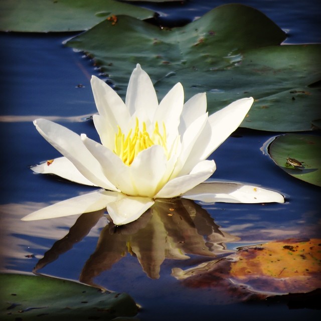 #waterlily #lumpeenkukka #summerisstillhere #beautifulsummer #lomitravels #lominaturetravels
#visitfinland #visithelsinki
#myhelsinki #explorefinland #finland #helsinki #finlandnature
#finnishnature
#finlandnaturally
#bestoffinland #helsinkilove
#postcardsfromhelsinki
#helsinkioffical
#helsinkisightseeing #visitnuuksio #nuuksionationalpark #nuuksio
#sipoonkorpinationalpark
#kuusijarvisaunaexperience
#sipoonkorpi #kuusijarvi
#amazingporkkalapeninsula #porkkala
