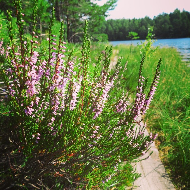 #heather #kanerva #autumnheather #lomitravels #lominaturetravels 
#visitfinland #visithelsinki 
#myhelsinki #explorefinland #finland #helsinki #finlandnature
#finnishnature
#finlandnaturally 
#bestoffinland #helsinkilove
#postcardsfromhelsinki
#helsi