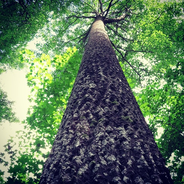 Welcome to beautiful #nuuksionationalpark !
#aspen #jättiläishaapa #giantaspen #beautifuloldtree #oldtree #lomitravels #lominaturetravels
#visitfinland #visithelsinki
#myhelsinki #beautyofnature
#ig_naturelovers
#naturelover #nuuksio
#sipoonkorpinationalpark
#kuusijarvisaunaexperience
#sipoonkorpi #kuusijarvi