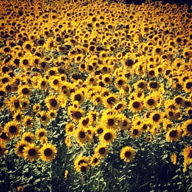 #sunflower #sunflowerfield #autumnishere #lomitravels #lominaturetravels 
#visitfinland #visithelsinki 
#myhelsinki #explorefinland #finland #helsinki #finlandnature
#finnishnature #auringonkukkapelto #auringonkukat #auringonkukka