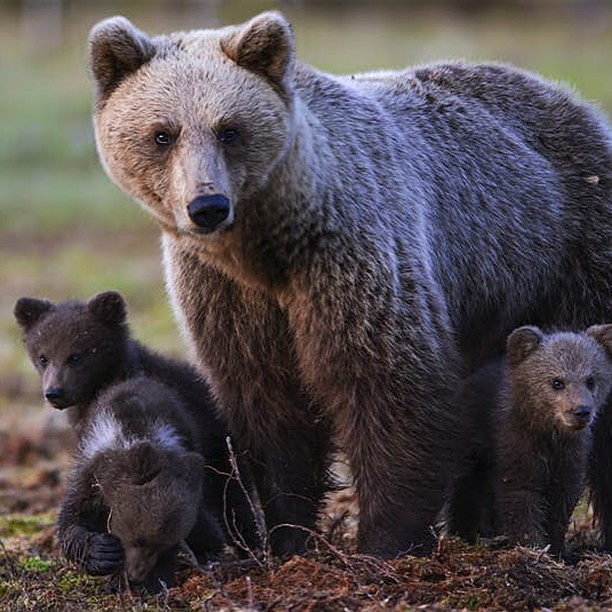 #Finland has been named the #bestcountry to visit for #wildlife #travel 
https://www.lonelyplanet.com/articles/finland-wildlife-travel