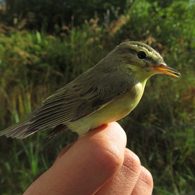 Welcome to #birdwatchingtrip with Lomitravels!  #pajulintu #willowwarbler #finnishbirds #beautyofsuomi #discoverfinland
#birds #birdstagram #igbirds #birdslife #birdwatching #birdspotting #lomitravels #lominaturetravels 
#visitfinland #visithelsinki 