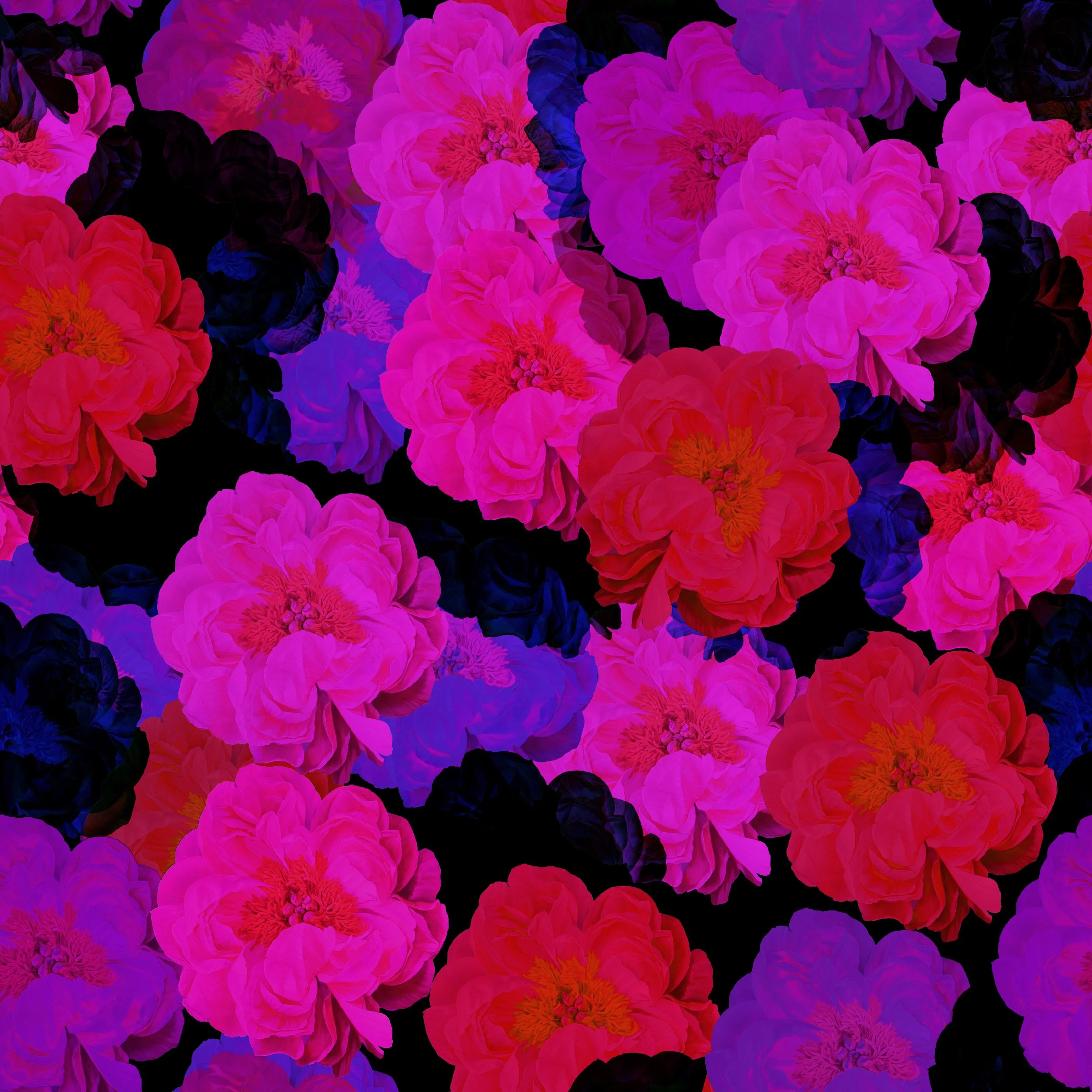 ROSEBUD@18W X 18H IN RPT- SENT copy.jpg