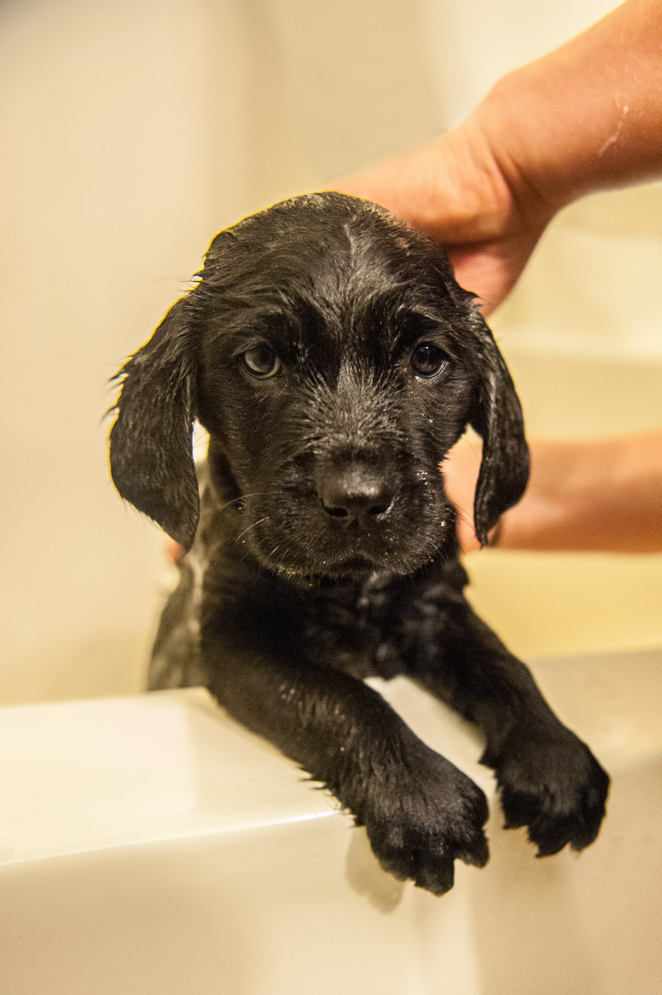 Anchorage Alaska Dog Photography Kalli and Nancy_Bathtime-3068-Edit.jpg