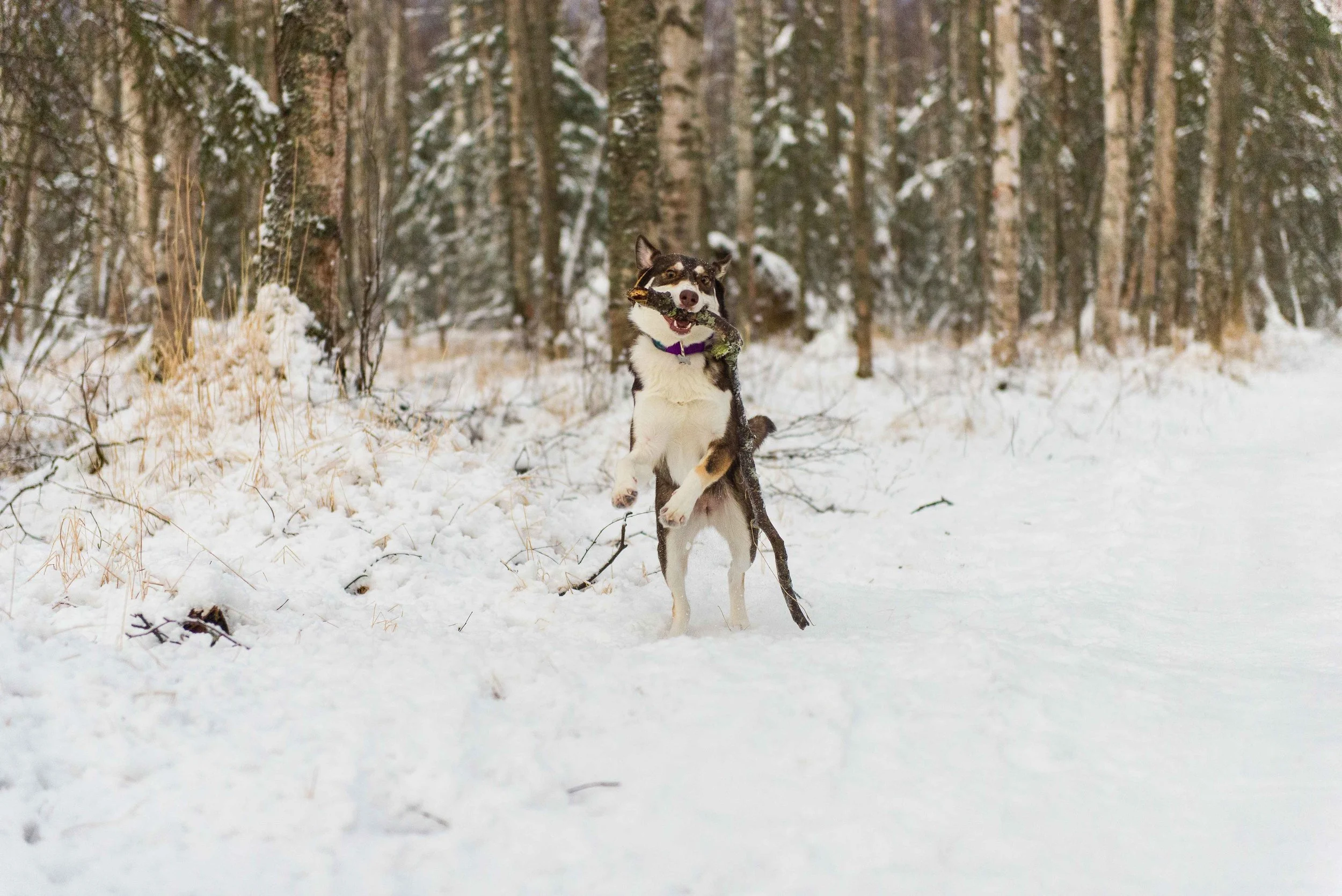 Anchorage Alaska Dog Photography Cedar Chaudhary-44.jpg