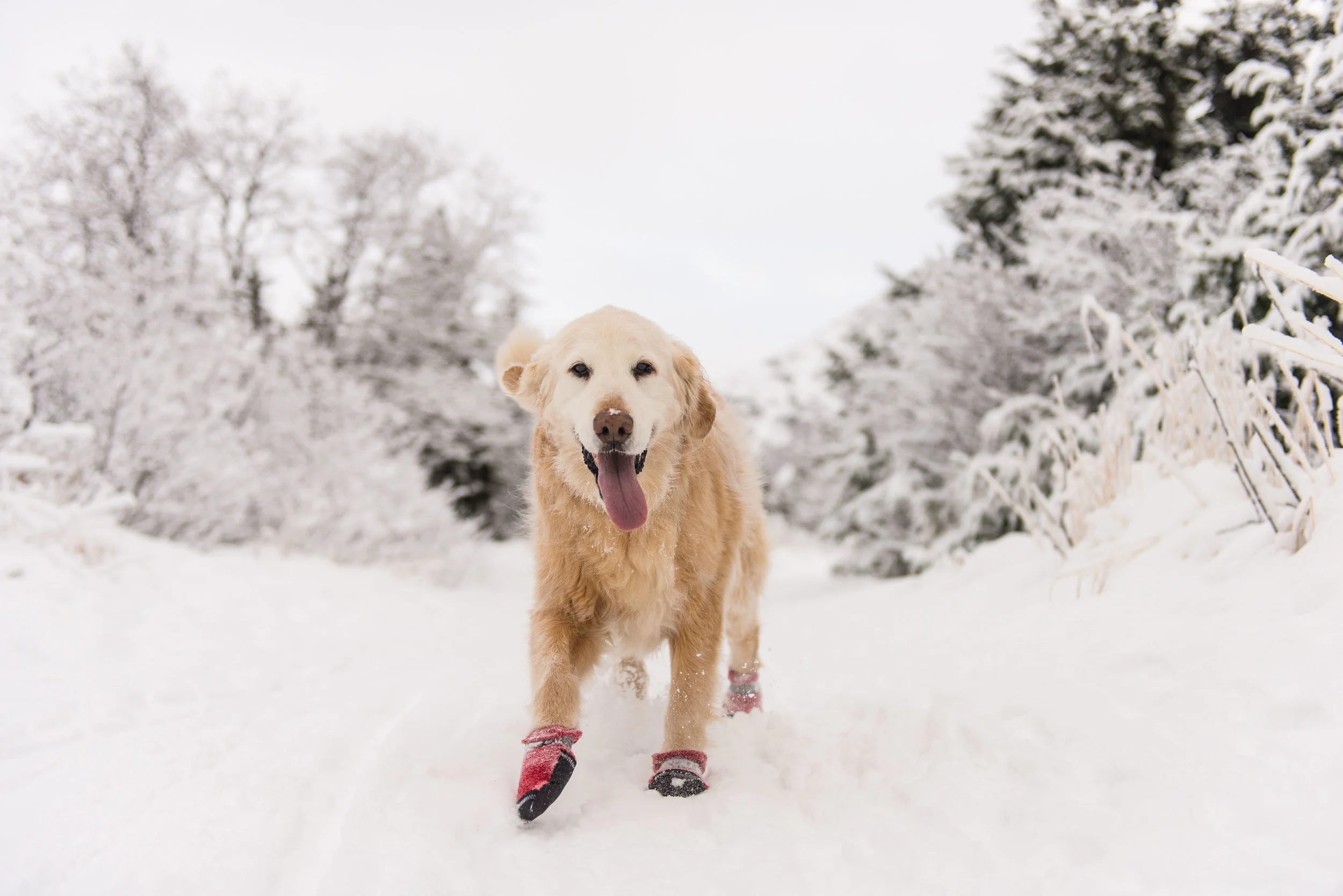 Meredith Berg Anchorage Alaska Dog Photography Shelby Giese-63.jpg