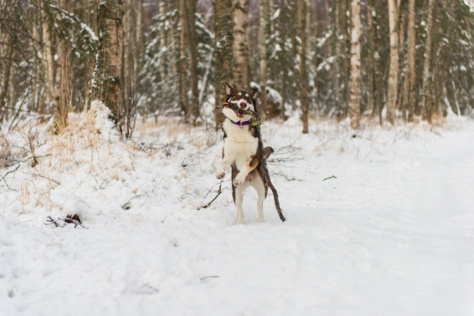 Meredith Berg Photography Anchorage Alaska Dog Pet Photographer Cedar Chaudhary-44.jpg