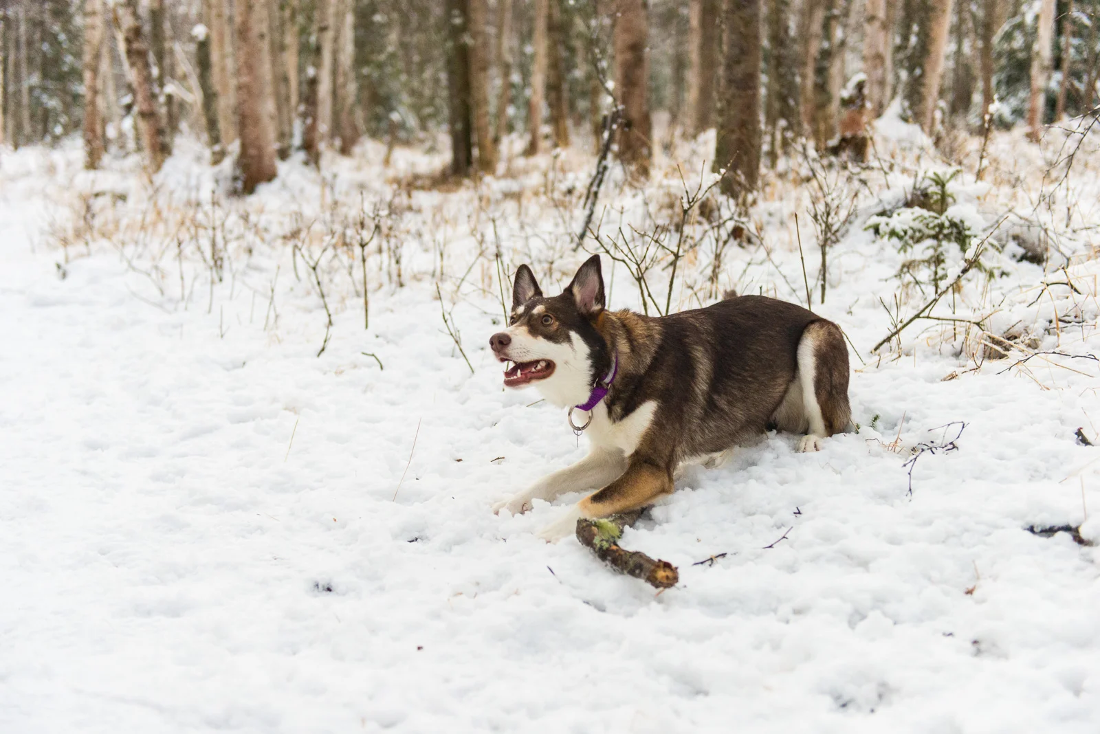 Meredith Berg Photography Anchorage Alaska Dog Pet Photographer Cedar Chaudhary-65.jpg