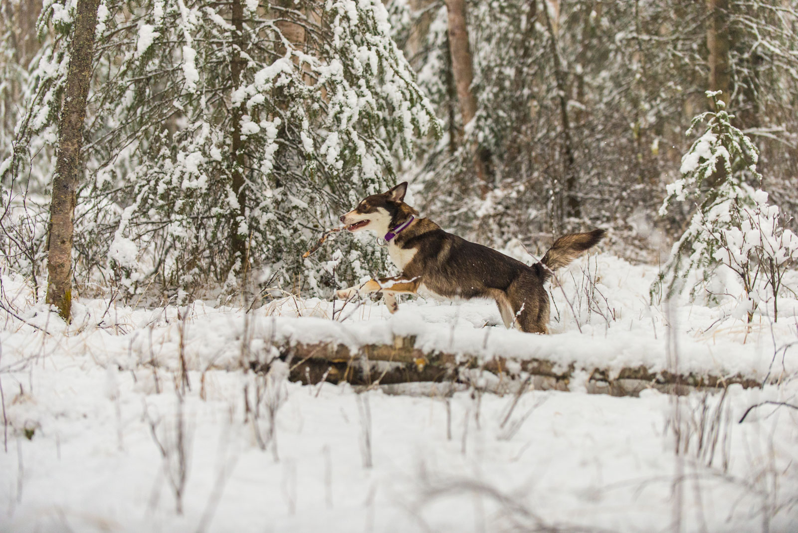 Meredith Berg Photography Anchorage Alaska Dog Pet Photographer Cedar Chaudhary-150.jpg