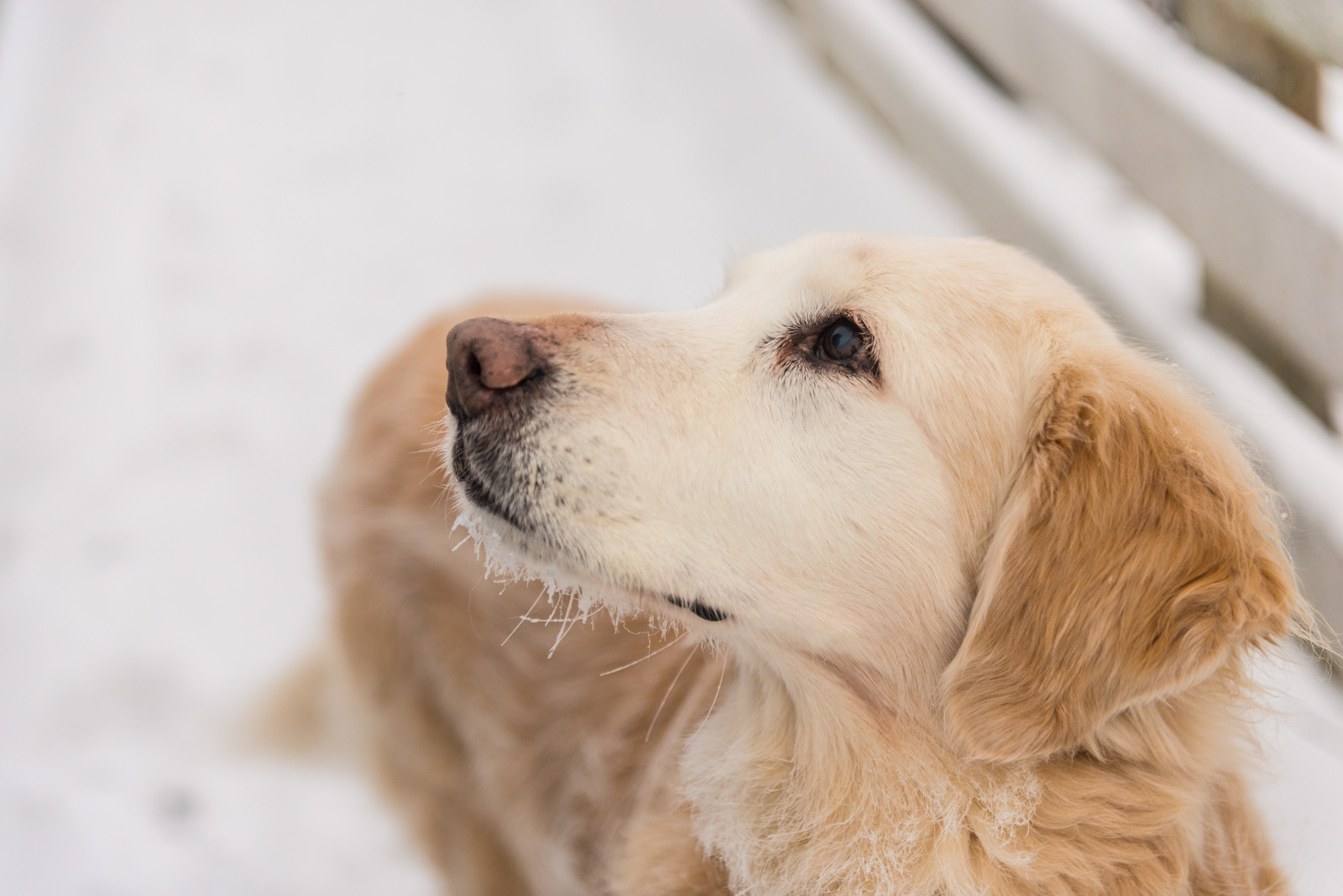 Meredith Berg Photography Anchorage Alaska Dog Pet Photographer Shelby Giese-372.jpg