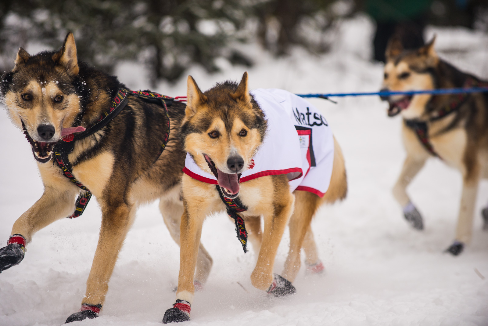 Meredith Berg Photography Anchorage Alaska Dog Pet Photographer Iditarod 2018-106.jpg