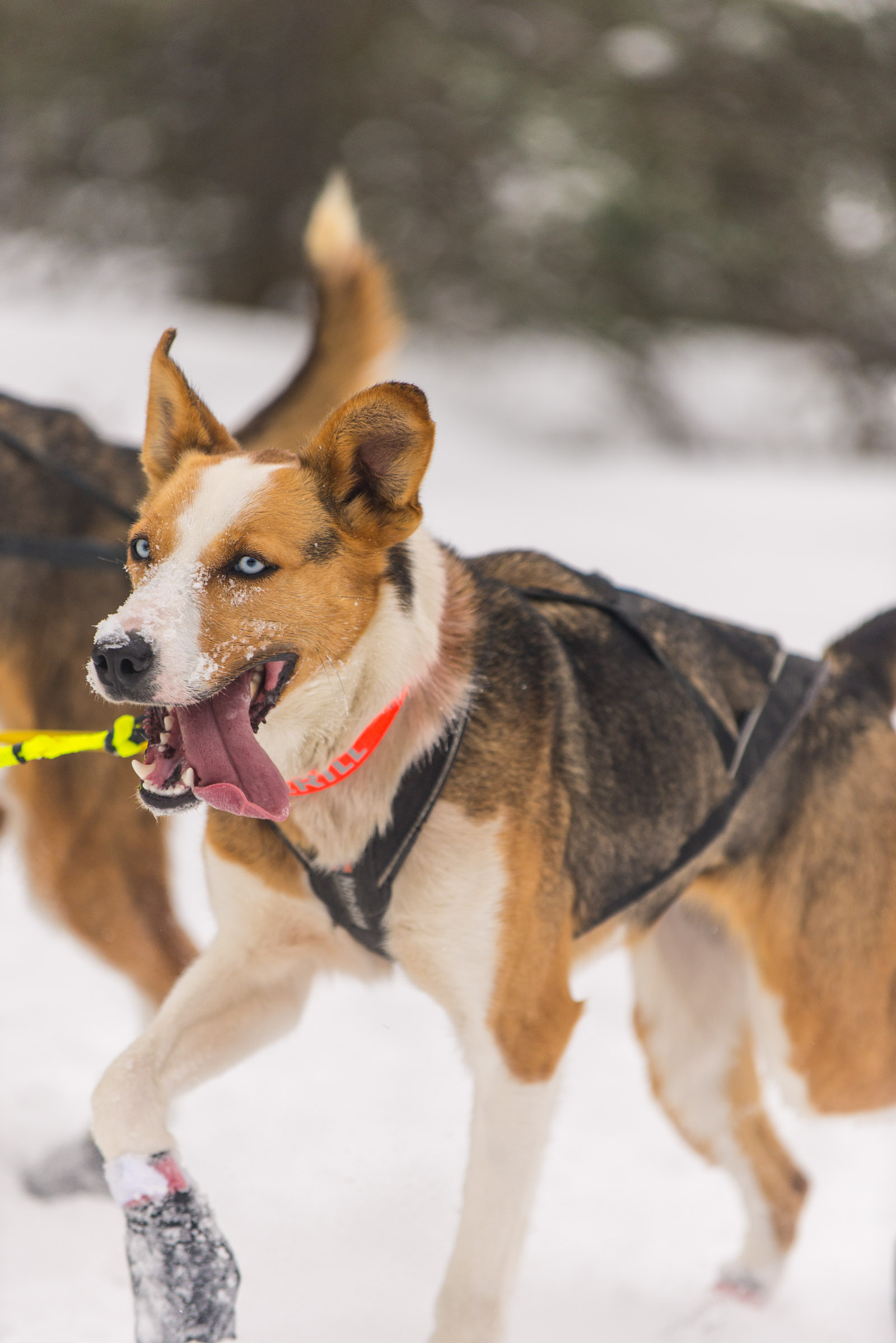 Meredith Berg Photography Anchorage Alaska Dog Pet Photographer Iditarod 2018-132.jpg