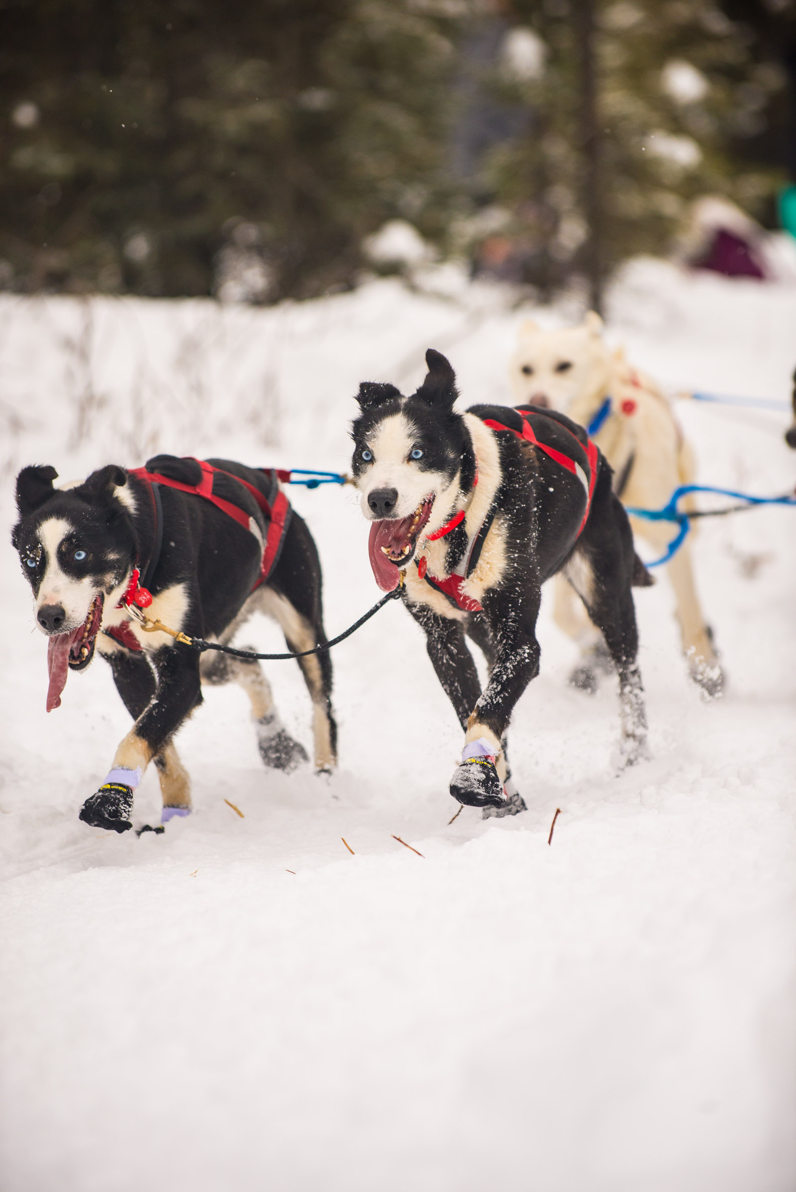 Meredith Berg Photography Anchorage Alaska Dog Pet Photographer Iditarod 2018-171.jpg