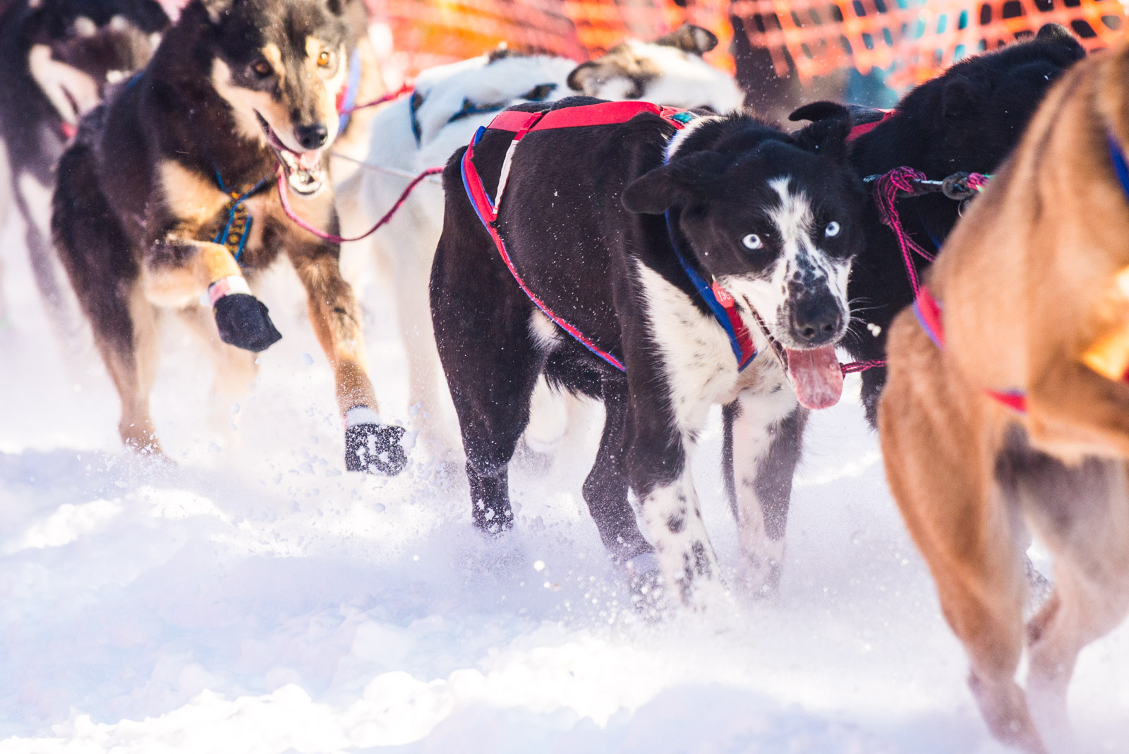 Meredith Berg Photography Anchorage Alaska Dog Pet Photographer Iditarod 2018-304.jpg