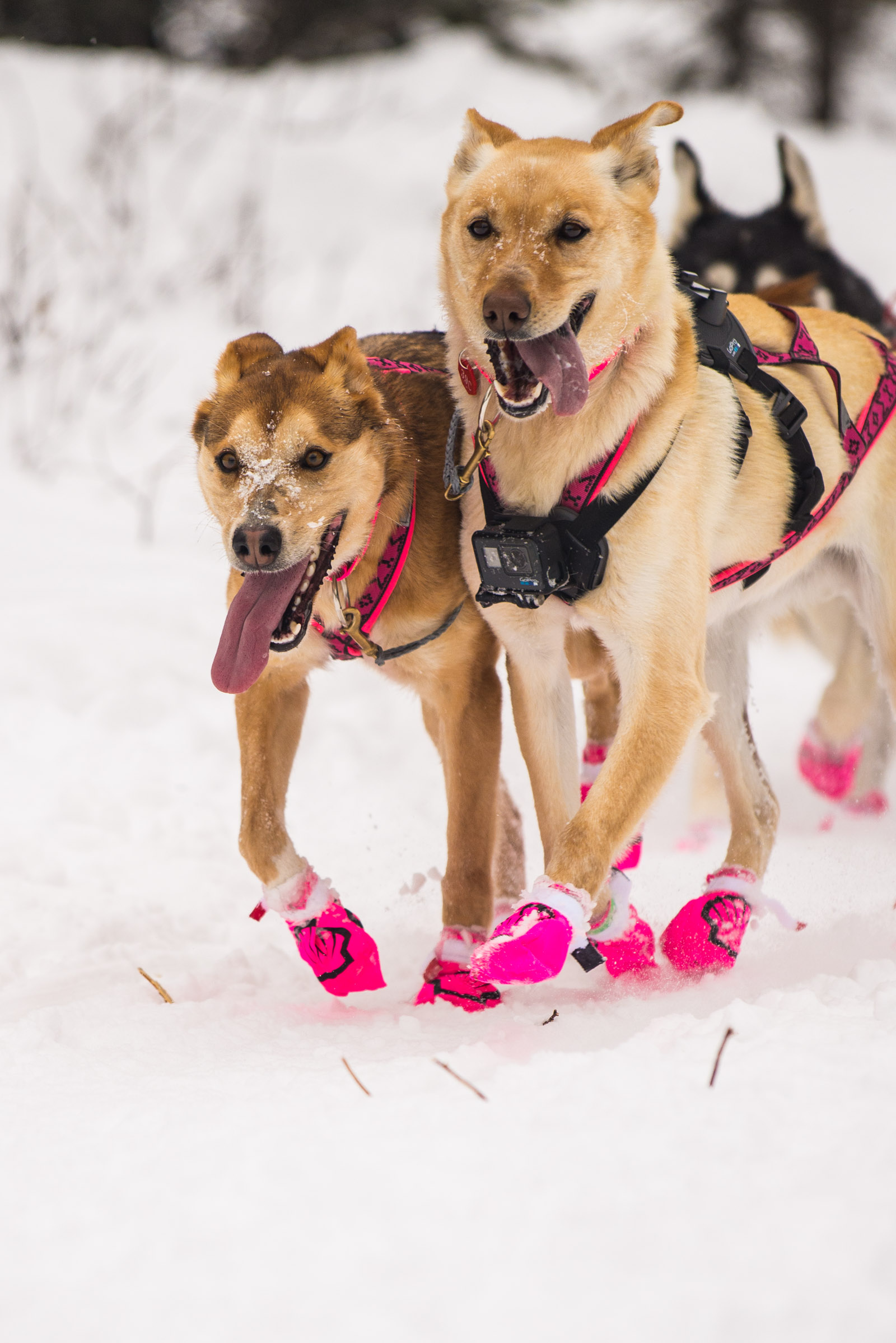 Meredith Berg Photography Anchorage Alaska Dog Pet Photographer Iditarod 2018-175.jpg