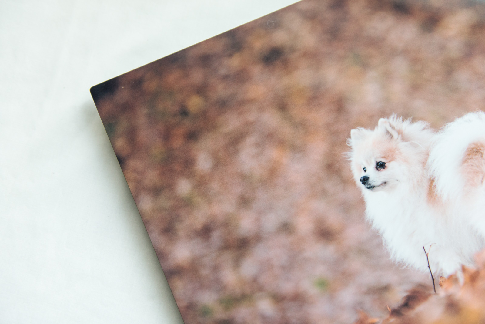Meredith Berg Photography Anchorage Alaska Dog Pet Photographer Sample Products-40.jpg