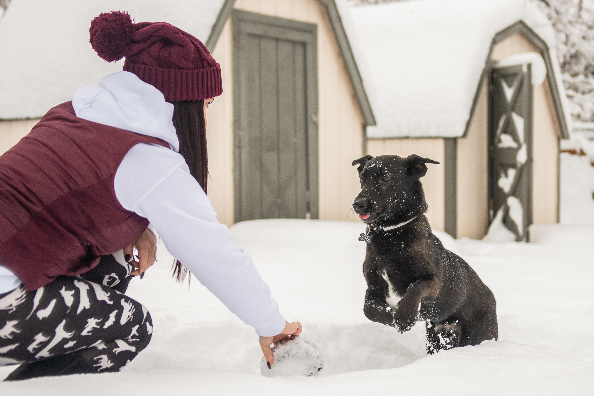 Meredith Berg Photography Anchorage Alaska Dog Pet Photographer Melissa Trainer-8.jpg