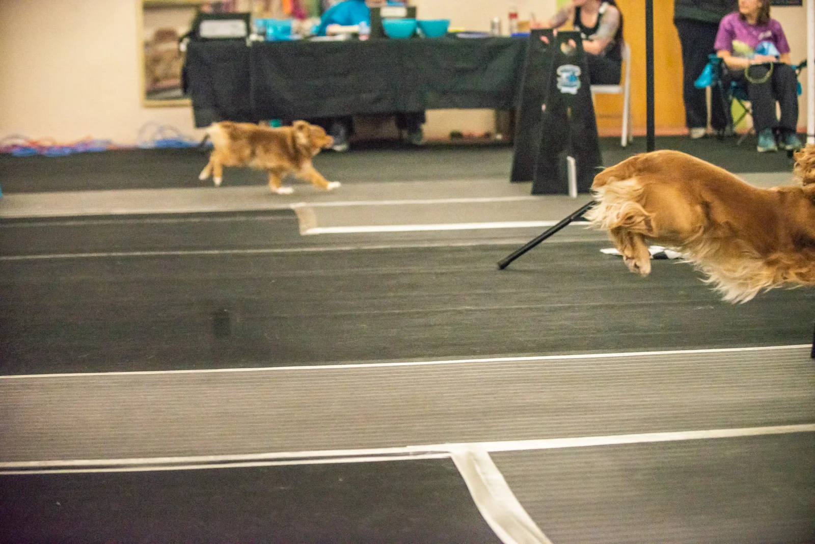 Meredith Berg Photography Anchorage Alaska Dog Pet Photographer License To Chill-236.jpg
