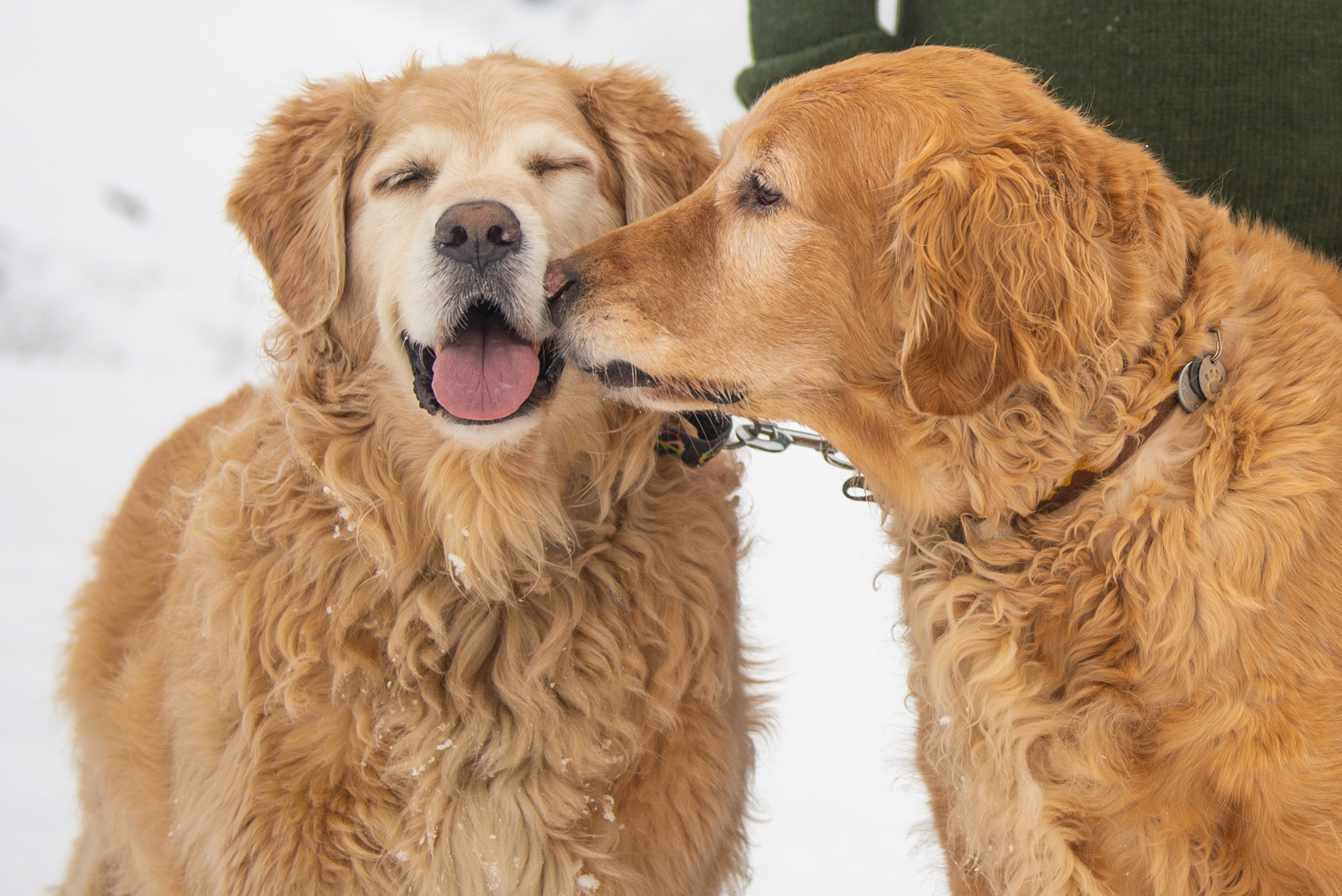Meredith Berg Photography Anchorage Alaska Dog Pet Photographer Golden Retriever Border Collie-2.jpg