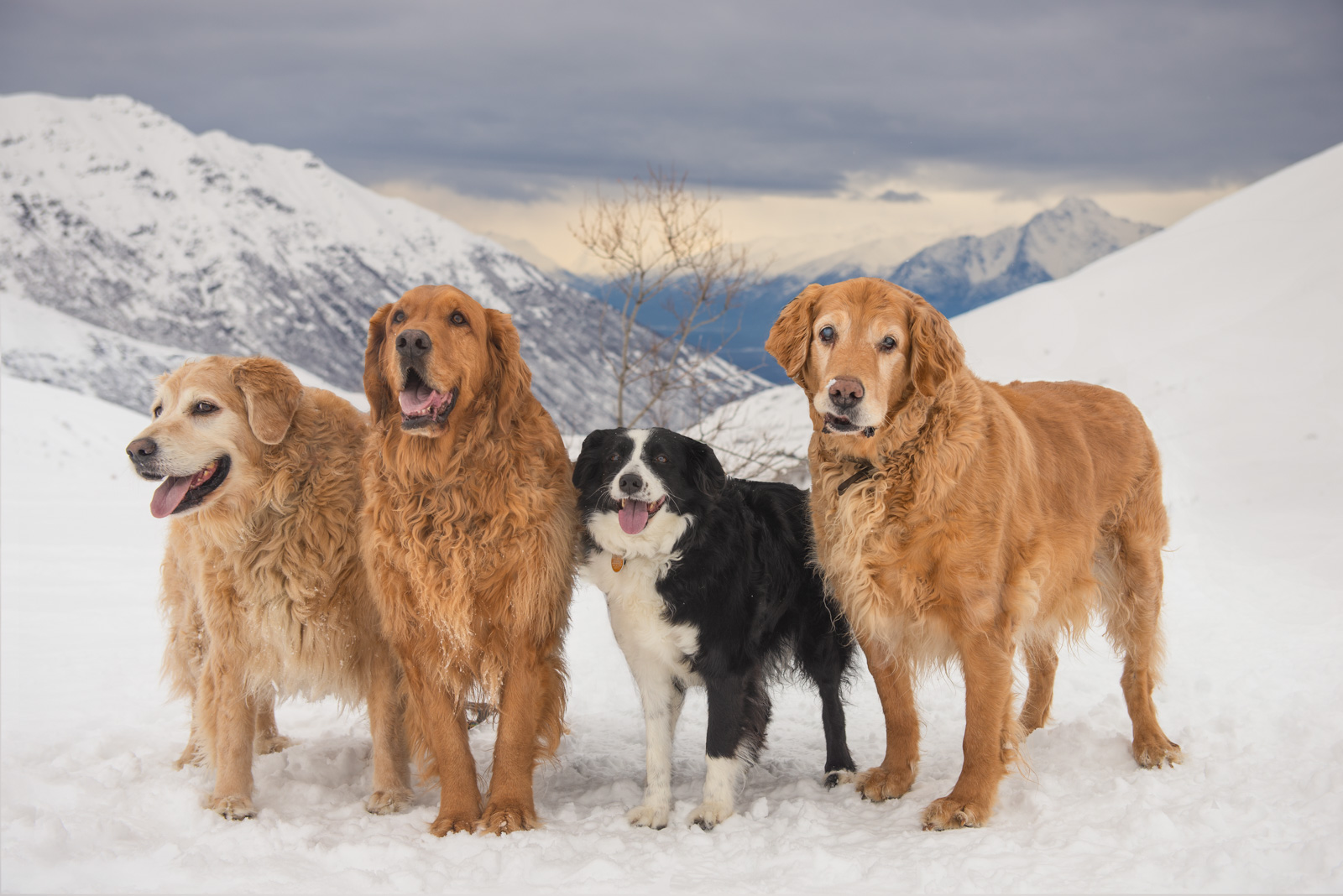 Meredith Berg Photography Anchorage Alaska Dog Pet Photographer Golden Retriever Border Collie-5.jpg