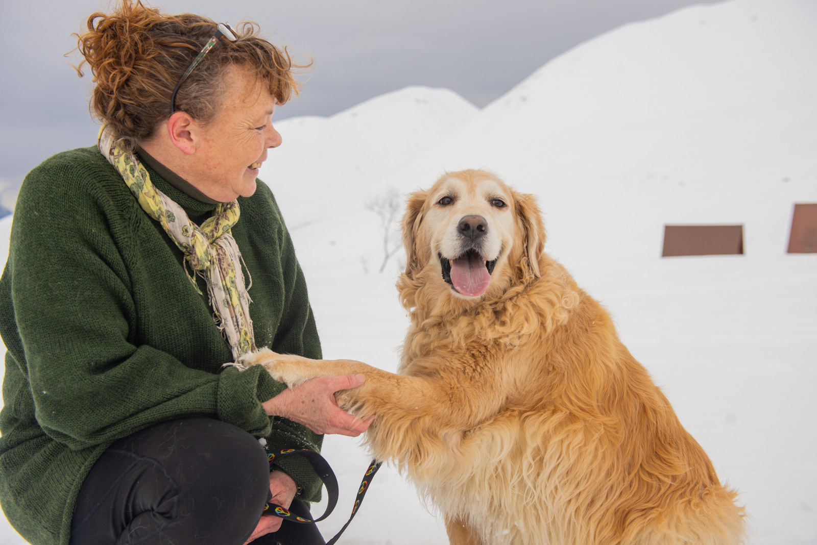 Meredith Berg Photography Anchorage Alaska Dog Pet Photographer Golden Retriever Border Collie-7.jpg