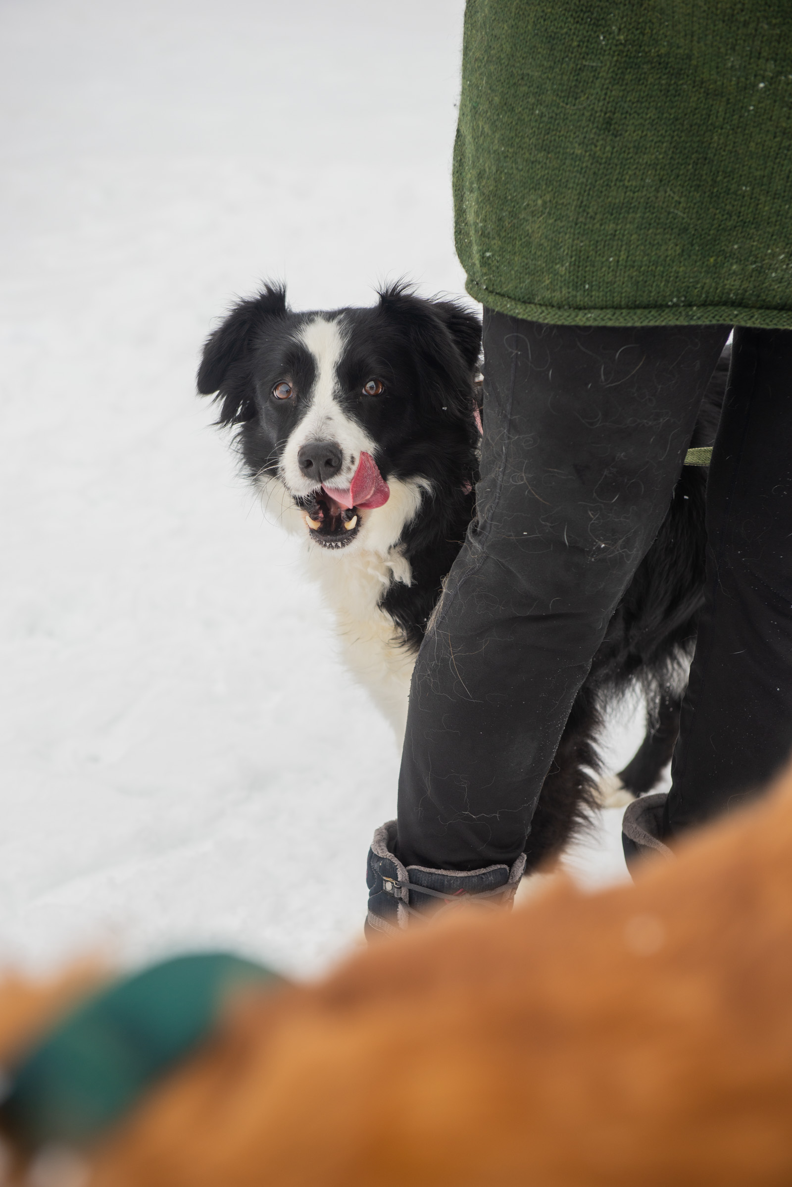 Meredith Berg Photography Anchorage Alaska Dog Pet Photographer Golden Retriever Border Collie-8.jpg