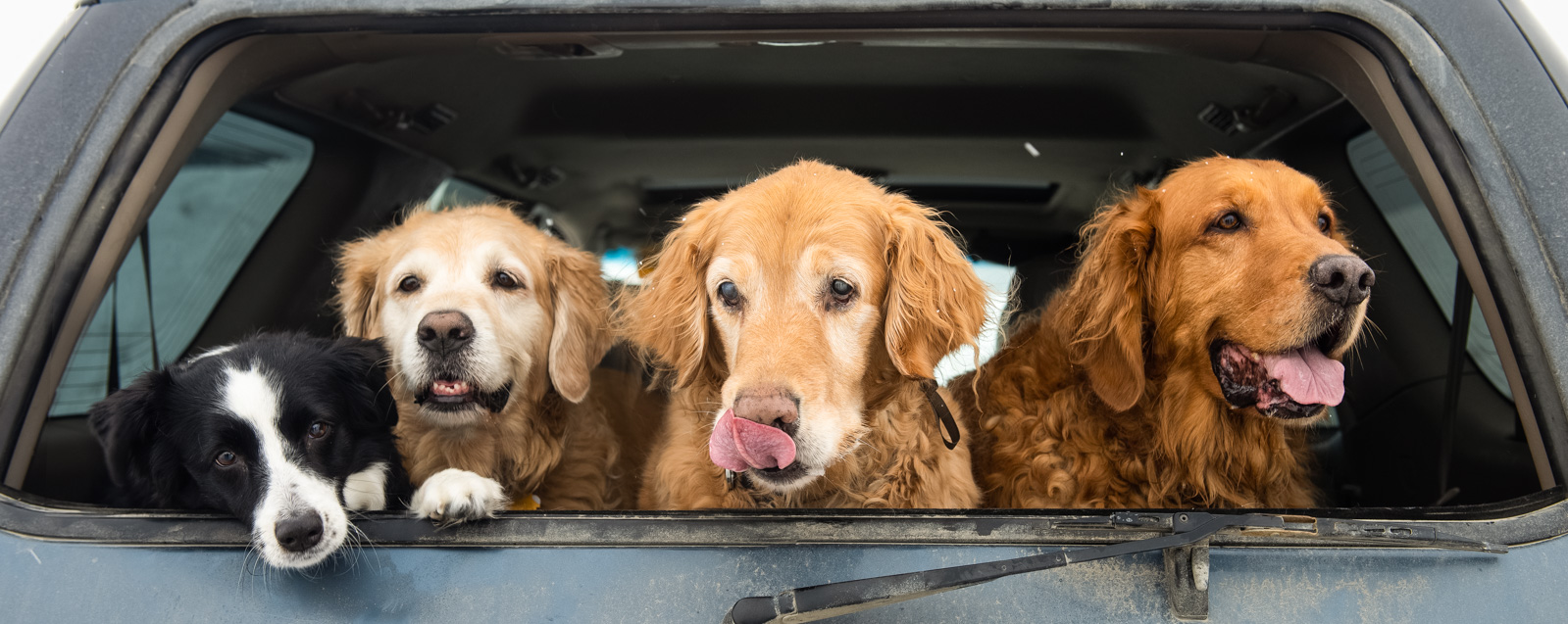 Meredith Berg Photography Anchorage Alaska Dog Pet Photographer Golden Retriever Border Collie-10.jpg
