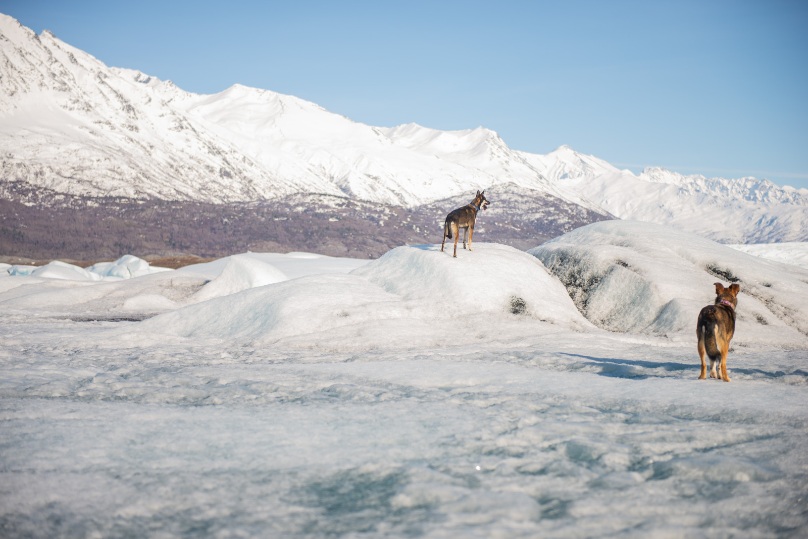 Meredith Berg Photography Anchorage Alaska Dog Pet Photographer Hazelnut Husky Mix Knik Glacier_DSC5445.jpg