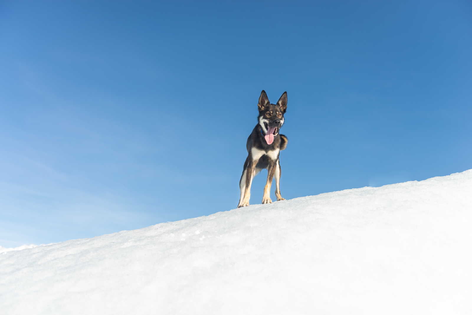 Meredith Berg Photography Anchorage Alaska Dog Pet Photographer Hazelnut Husky Mix Knik Glacier_DSC5435.jpg