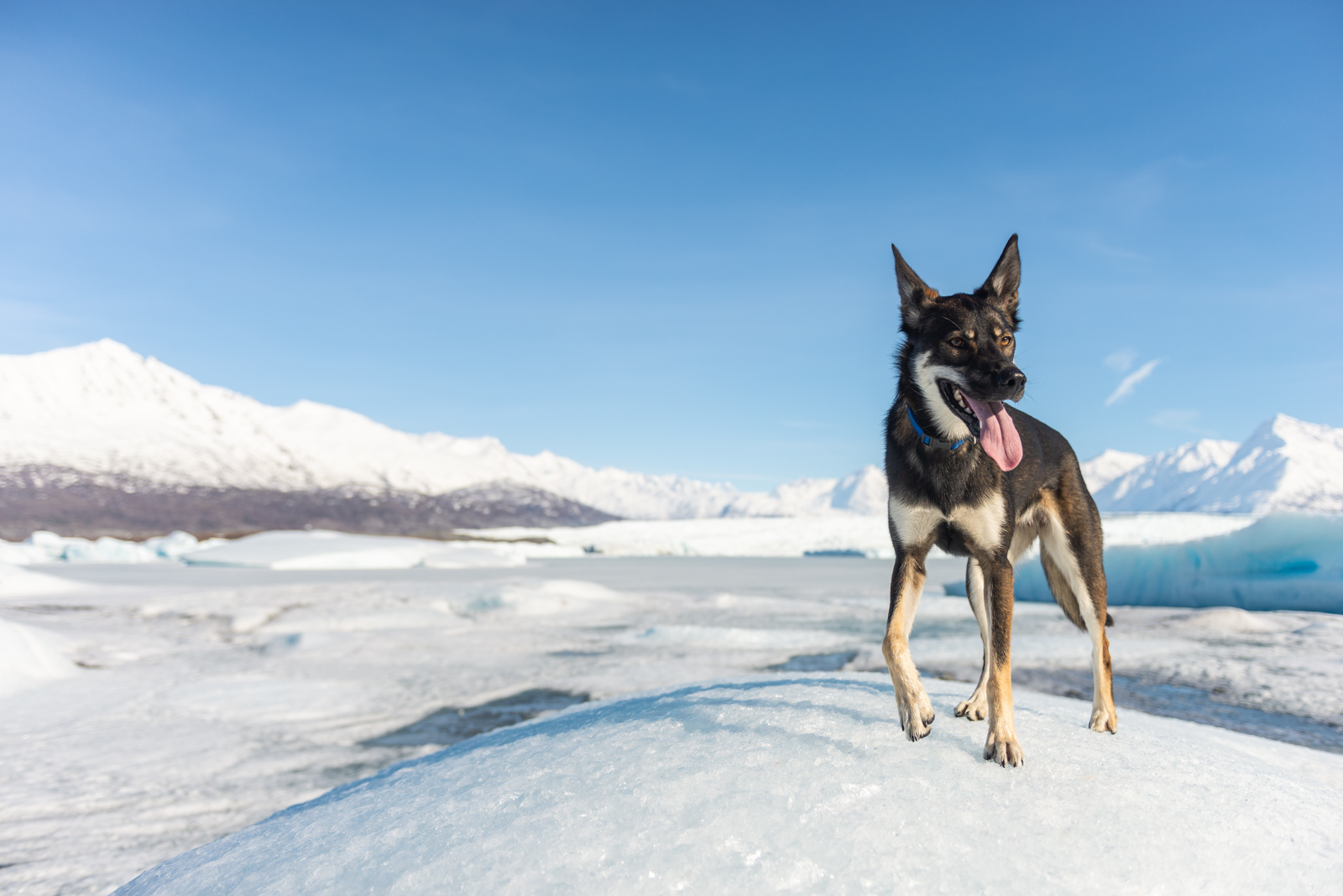 Meredith Berg Photography Anchorage Alaska Dog Pet Photographer Hazelnut Husky Mix Knik Glacier_DSC5466.jpg