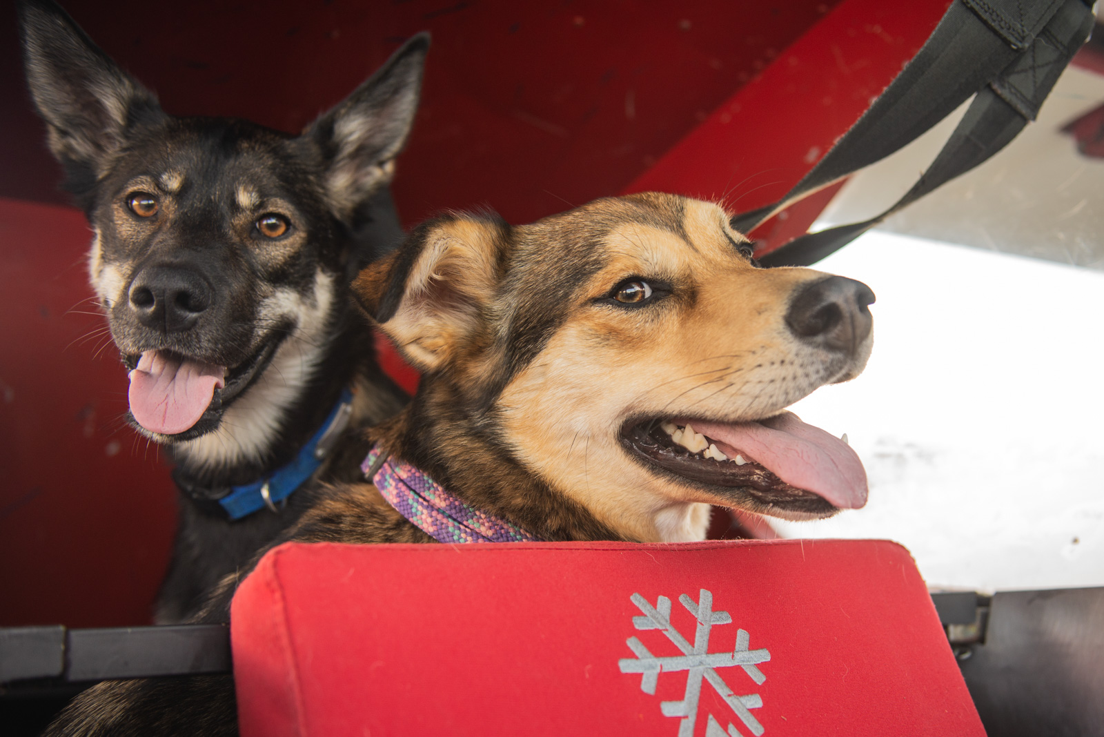 Meredith Berg Photography Anchorage Alaska Dog Pet Photographer Hazelnut Husky Mix Knik Glacier_DSC5535.jpg
