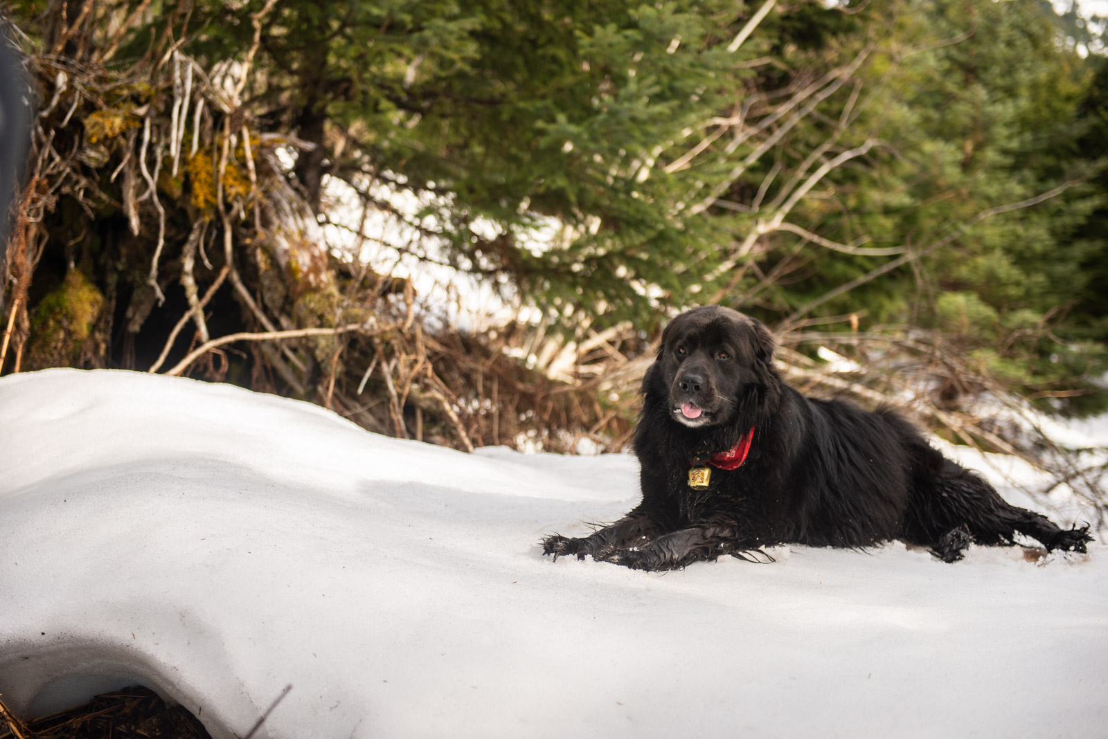 Meredith Berg Photography Anchorage Alaska Dog Pet Photographer Deshka Newfoundland Mix_DSC5880.jpg
