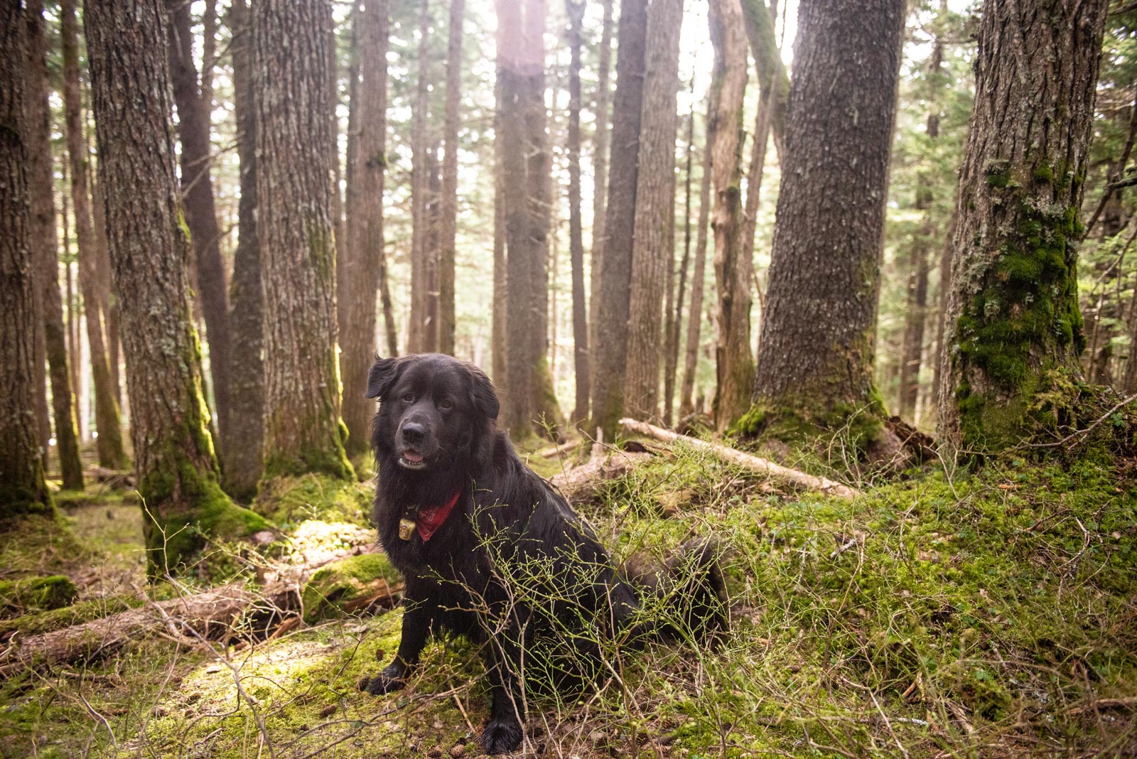 Meredith Berg Photography Anchorage Alaska Dog Pet Photographer Deshka Newfoundland Mix_DSC5914.jpg
