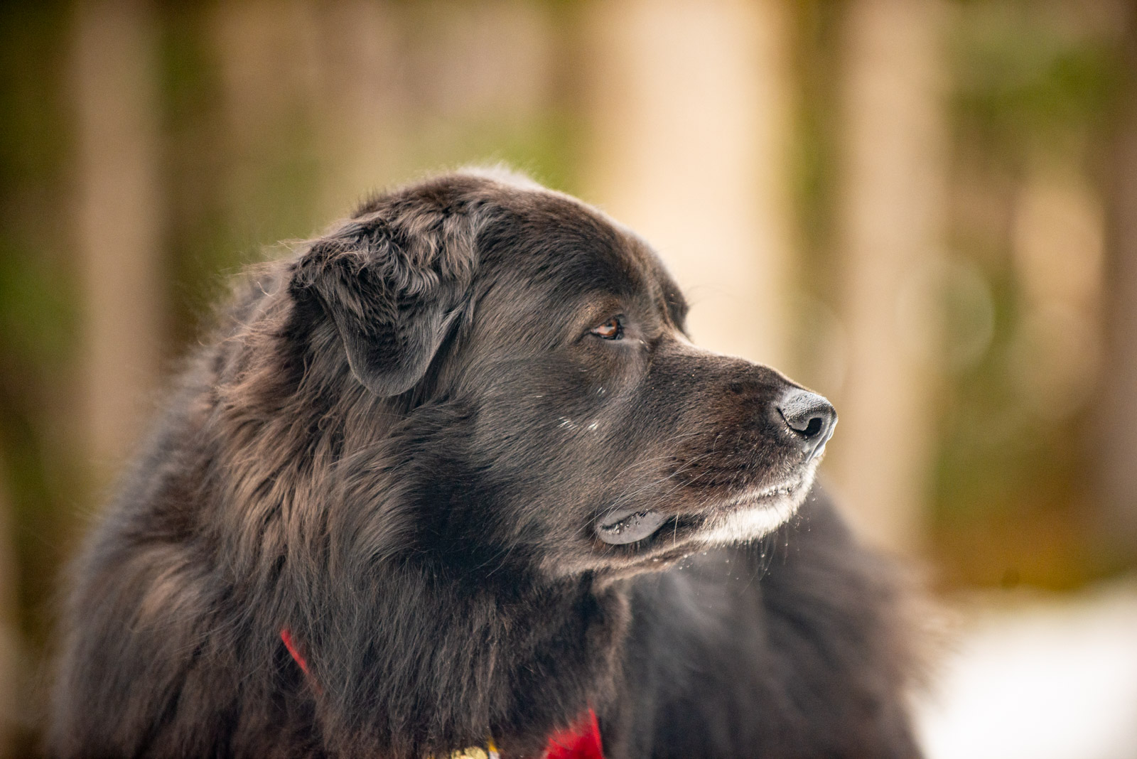 Meredith Berg Photography Anchorage Alaska Dog Pet Photographer Deshka Newfoundland Mix_DSC5956.jpg