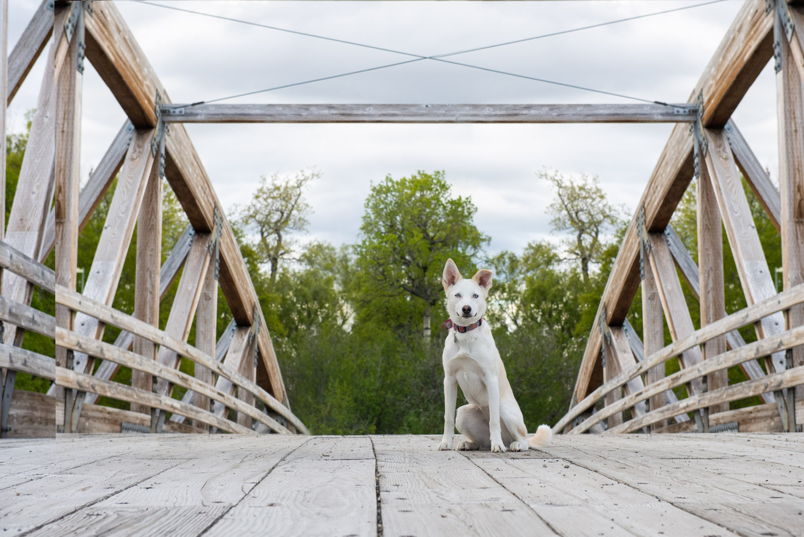 Meredith Berg Photography Anchorage Alaska Dog Pet Photographer Freya Husky Mix_DSC6073-Edit.jpg