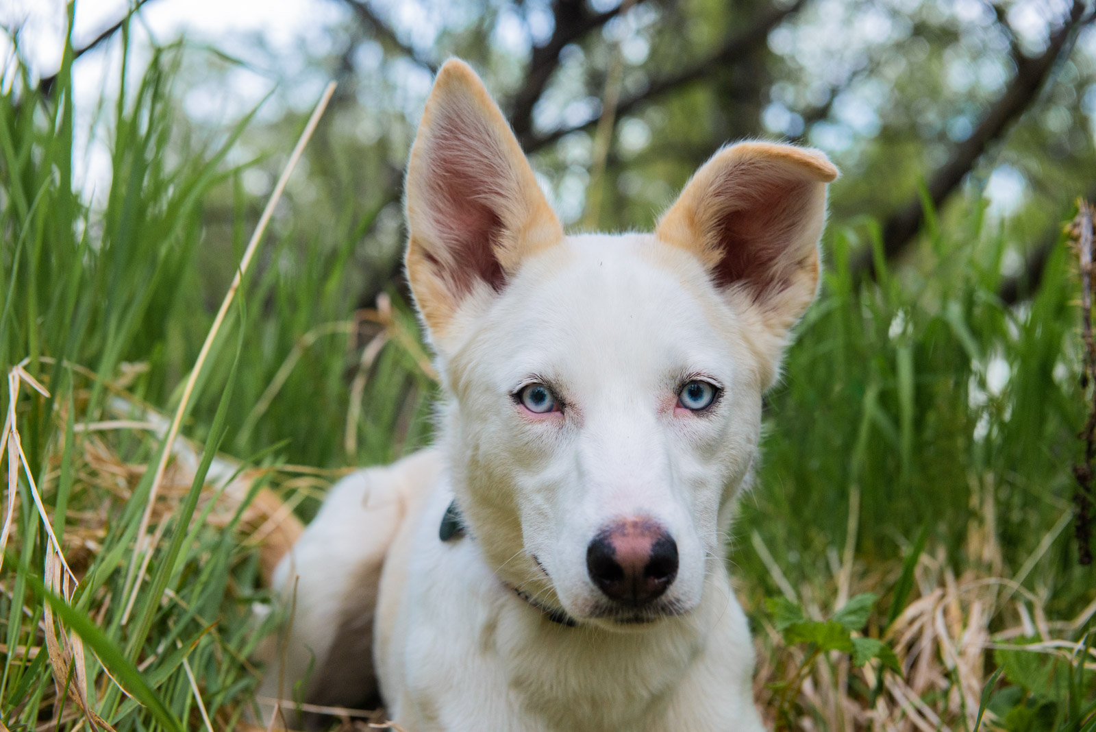Meredith Berg Photography Anchorage Alaska Dog Pet Photographer Freya Husky Mix_DSC6094-Edit.jpg
